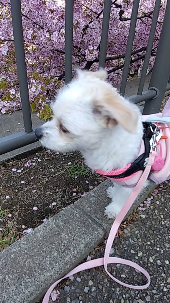 花見でリード、ハーネス、ウェア全て桜色で揃える横顔のPelの画像