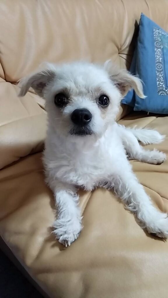 Pelの毛の長さと質感の画像