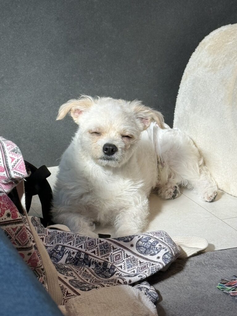 お腹いっぱいでウトウトする我が家の愛犬Pel・ミックスの画像
