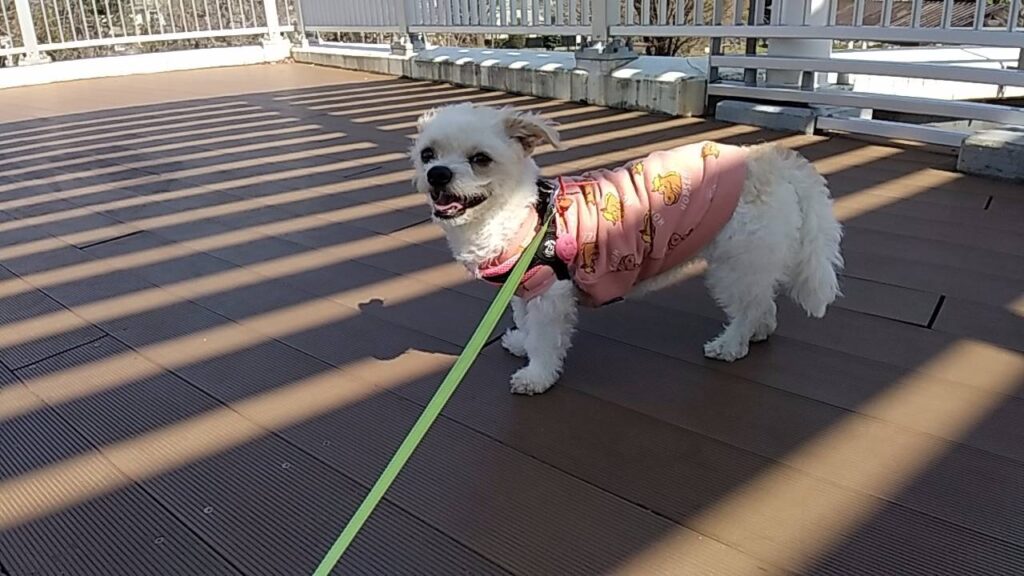 愛犬Pelのしっぽのボリューム画像・