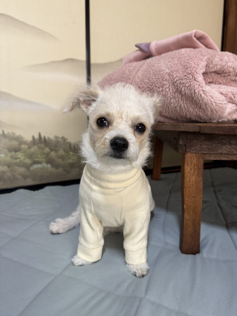 足元まであるウェアはコットン製で静電気が起きにくい。マンダリンブラザーズもの