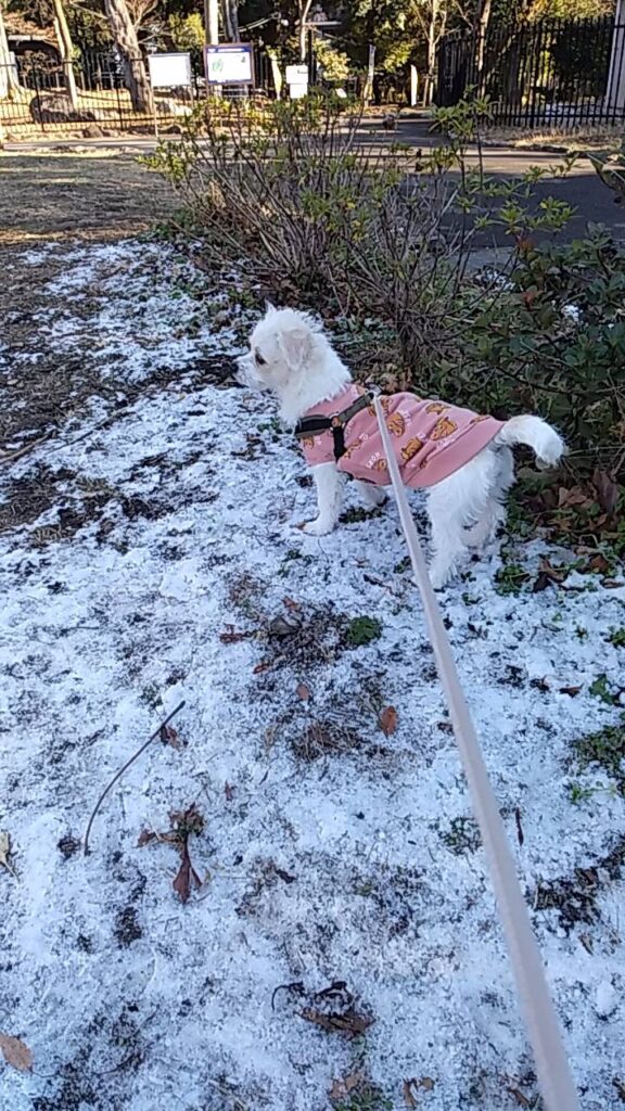 朝方に雪が降ったけど、昼はポカポカの公園散歩画像