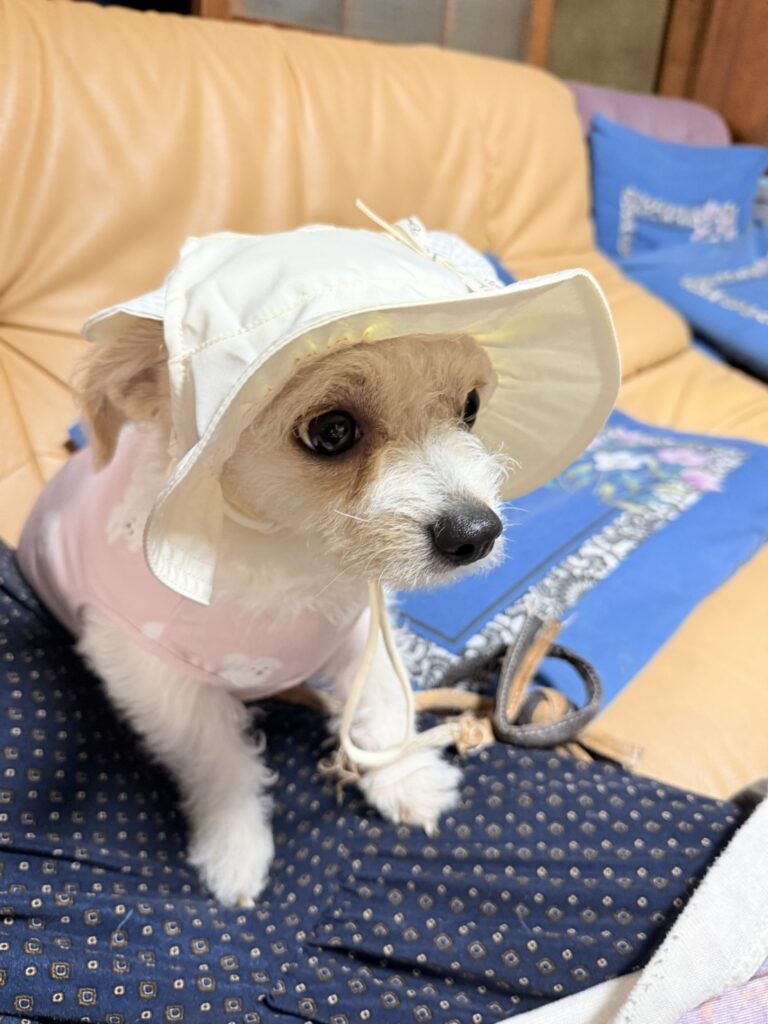 日除け対策の夏服・ウェアはジェラピケの画像