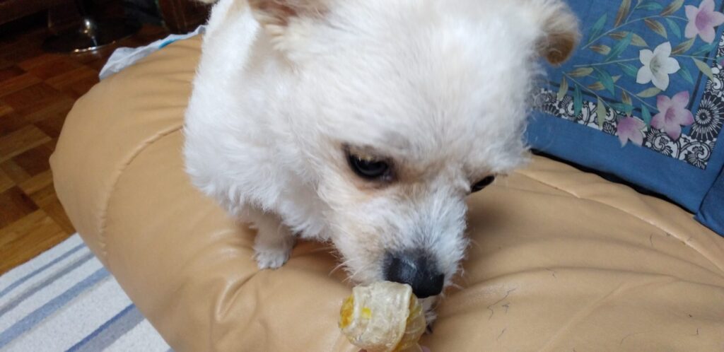 ガムをかじる愛犬Pelの画像