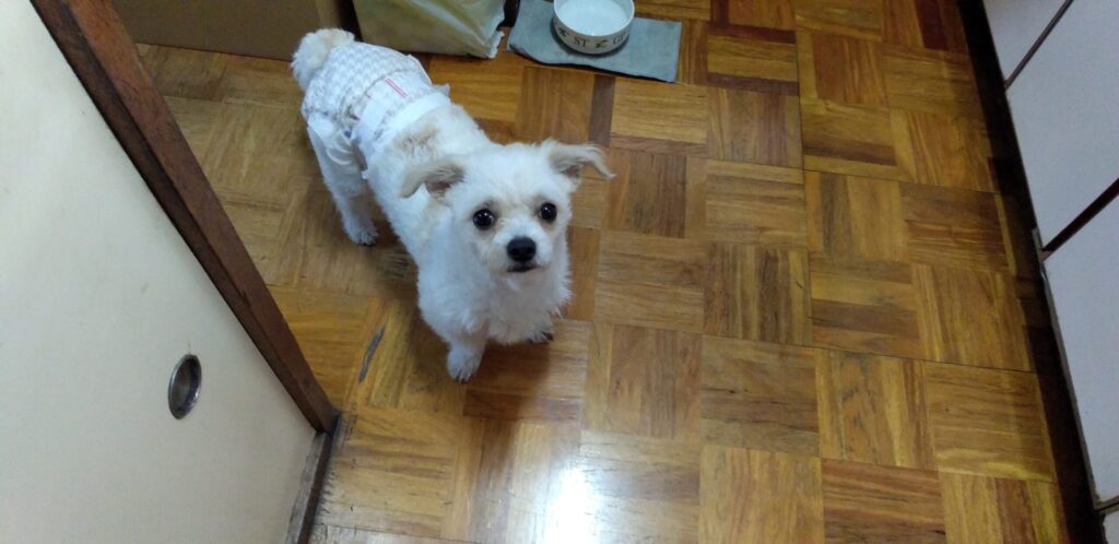 おやつをくれる雰囲気を感じ取って、じっと見つめてくるPelの画像