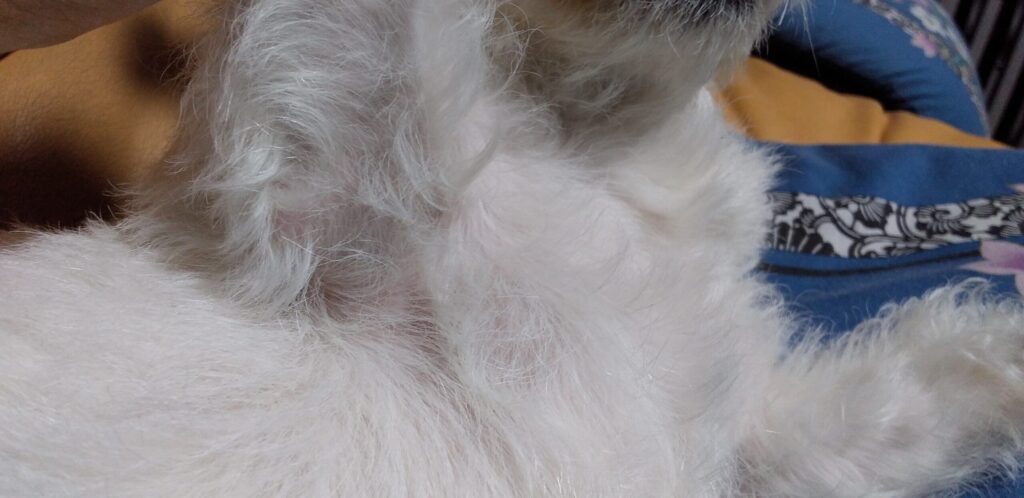 Pelの脇の下の毛並みと色の画像