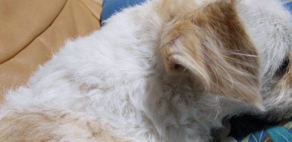 愛犬Pelの耳の後ろ側・薄い茶色の「半立ち耳」の画像