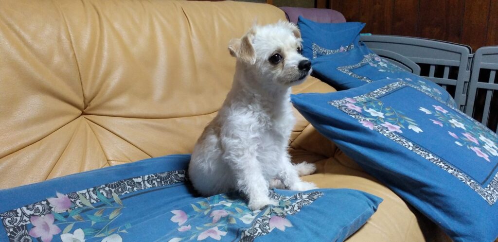 我が家の愛犬Pelの画像