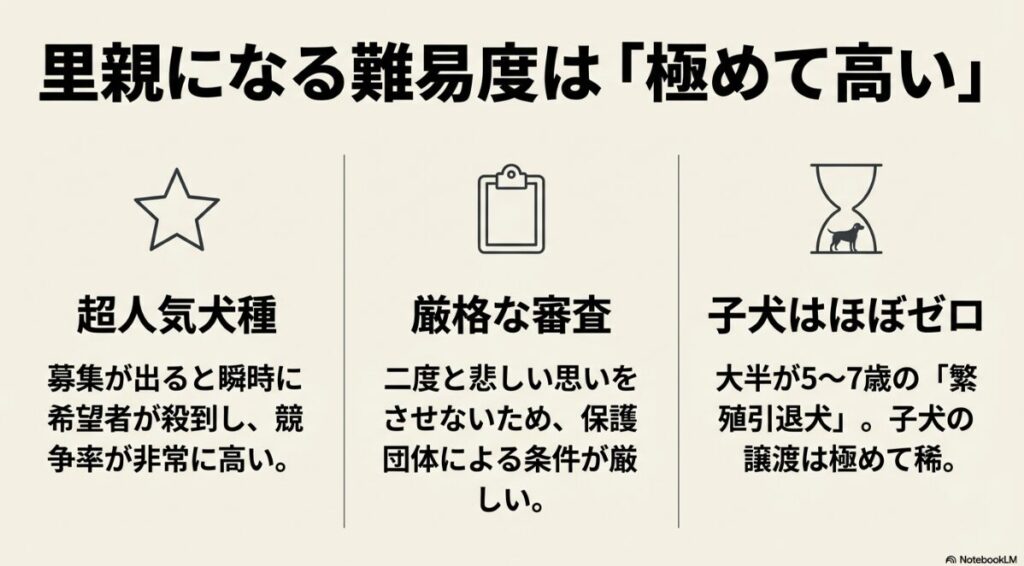 里親難易度が極めて高い理由として、超人気犬種であること、厳格な審査、募集の多くが繁殖引退犬で子犬は稀であることを示すスライド