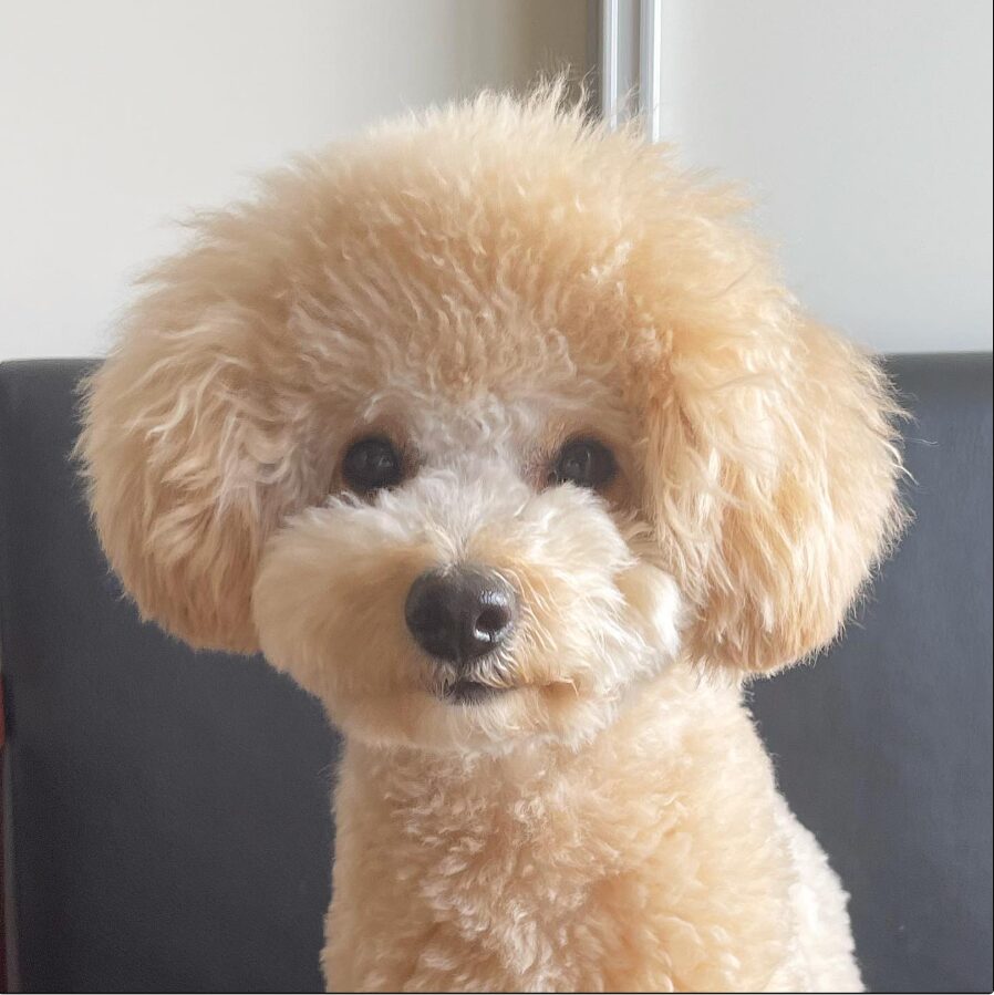 茶色のビションフリーゼと思われているビションプーはビションとトイプードルのミックスの画像