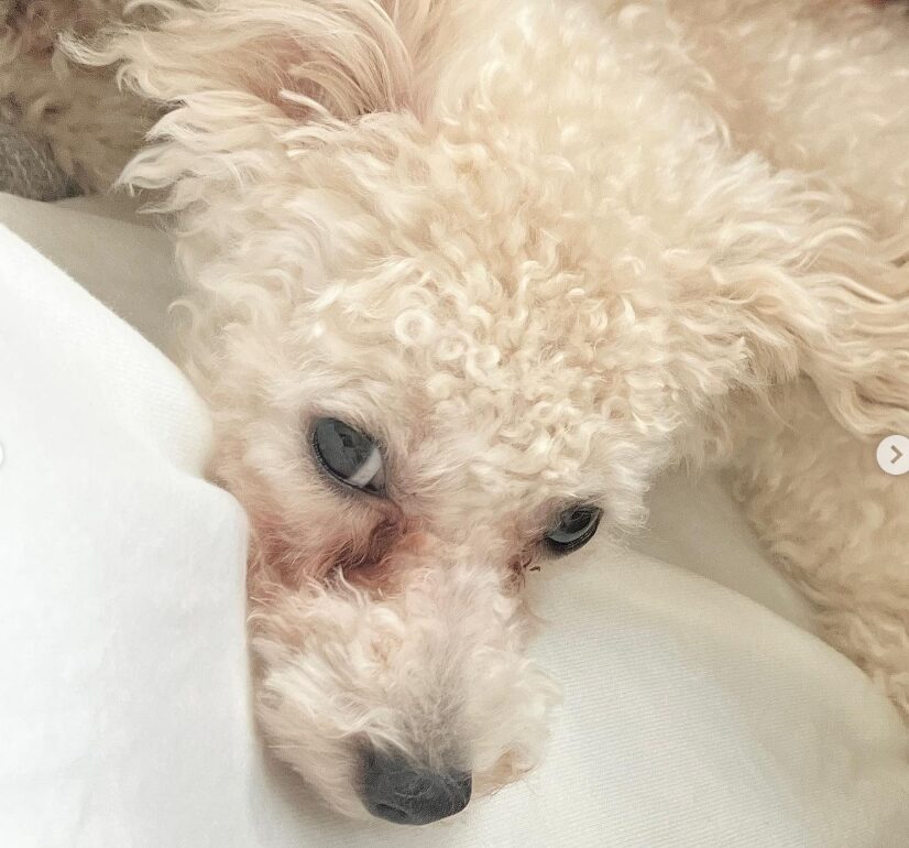 涙やけで、赤くなってしまった目頭の画像