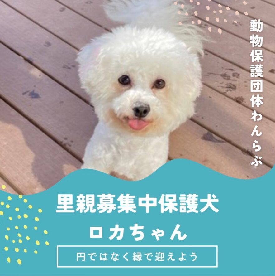 ビションフリーゼの保護犬の里親募集の画像