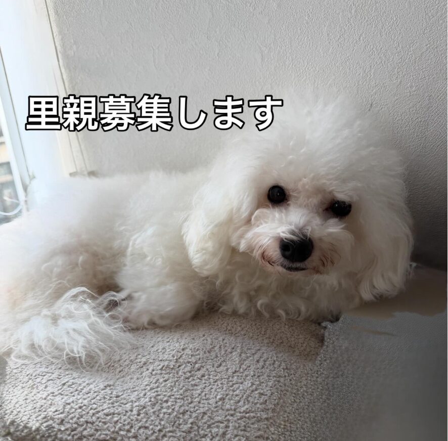 ビションフリーゼの里親募集・決まりました。画像