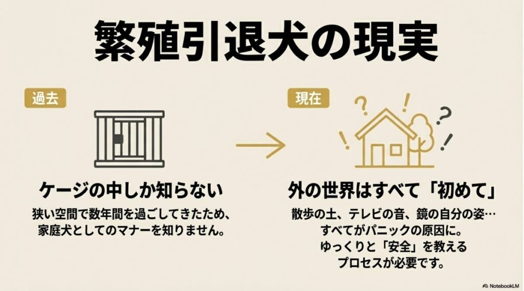 狭いケージで過ごした過去から、散歩や音などすべてが「初めて」である現在の家庭環境へ、ゆっくり安全を教えるプロセスの必要性