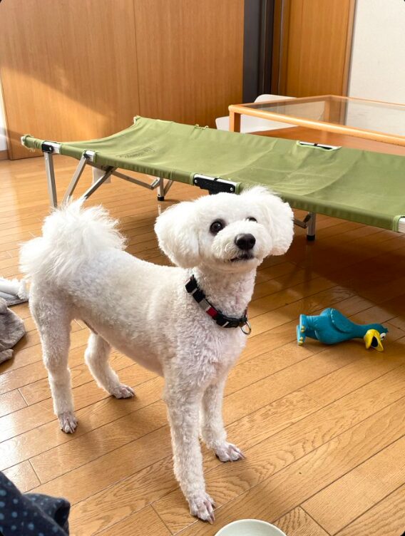 ビションフリーゼの短めサマーカットの画像