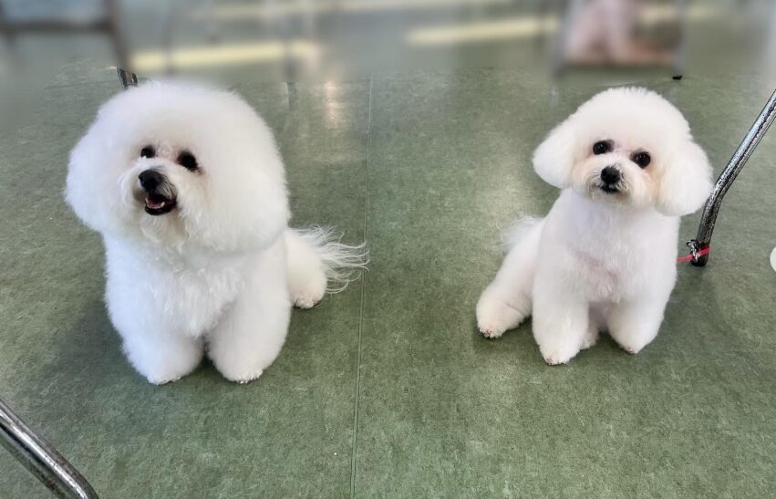 テディベアカットとビションカットの違い
