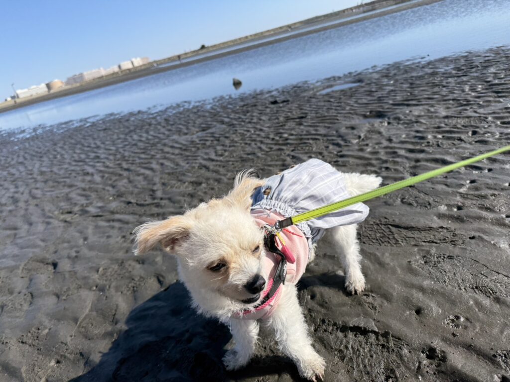 葛西臨海公園の生まれて始めての砂浜お散歩・不思議な様子