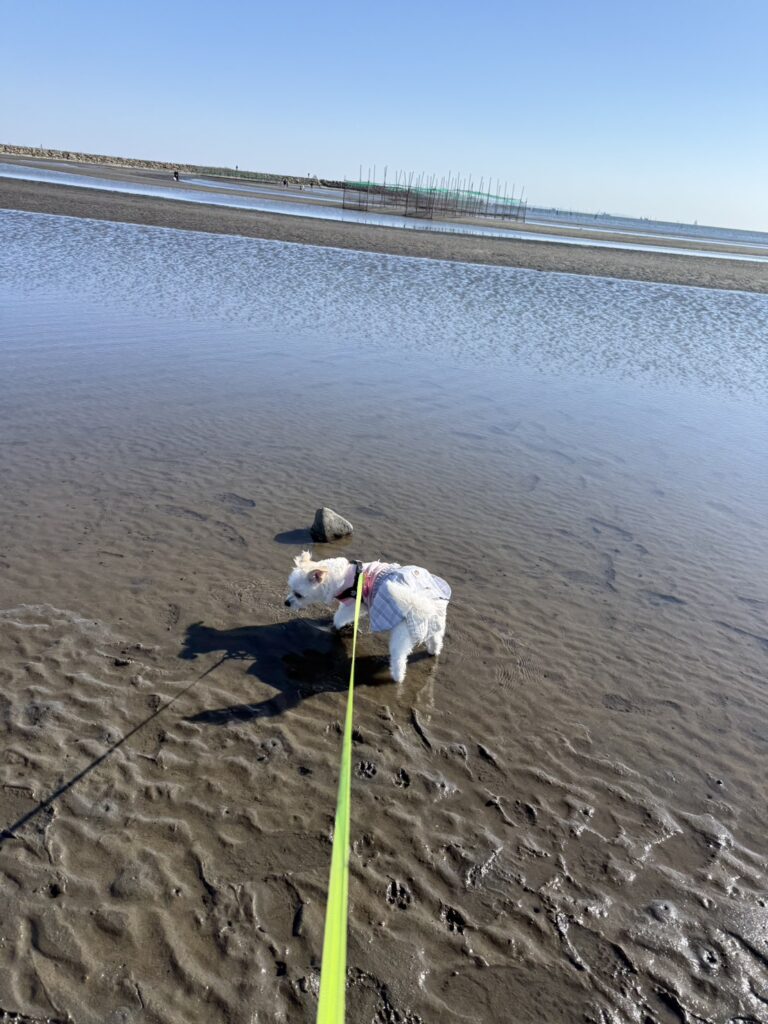 初めての海で海水をなめてみる！