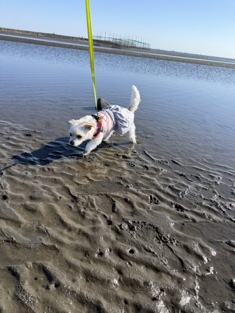 砂浜で興味津々の愛犬Pel・尻尾をアンテナのように立てて周りの状況を見極めているよ！