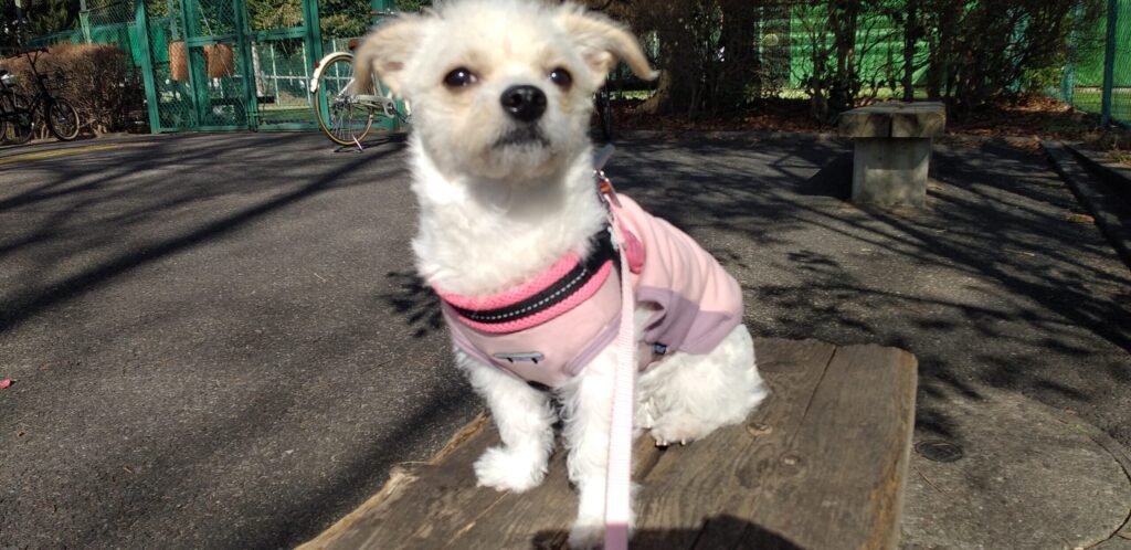 誇らしげにお座りをしている様子の愛犬Pelの画像