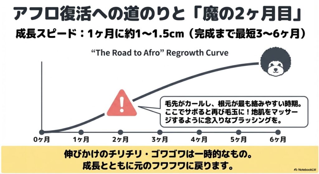 丸刈りからアフロ完成まで6ヶ月の成長曲線と、毛先がカールして最も絡みやすい2ヶ月目のブラッシングの重要性を示すグラフ