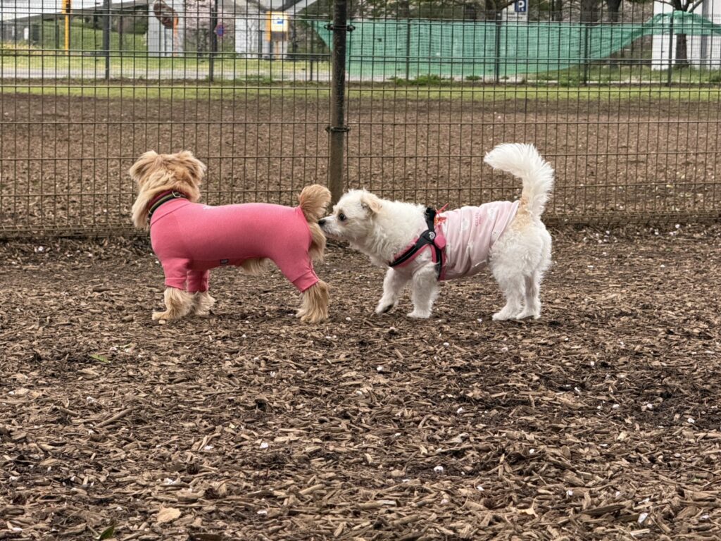 ドッグランでも相性の良い犬とあまり合わない犬がいる。画像