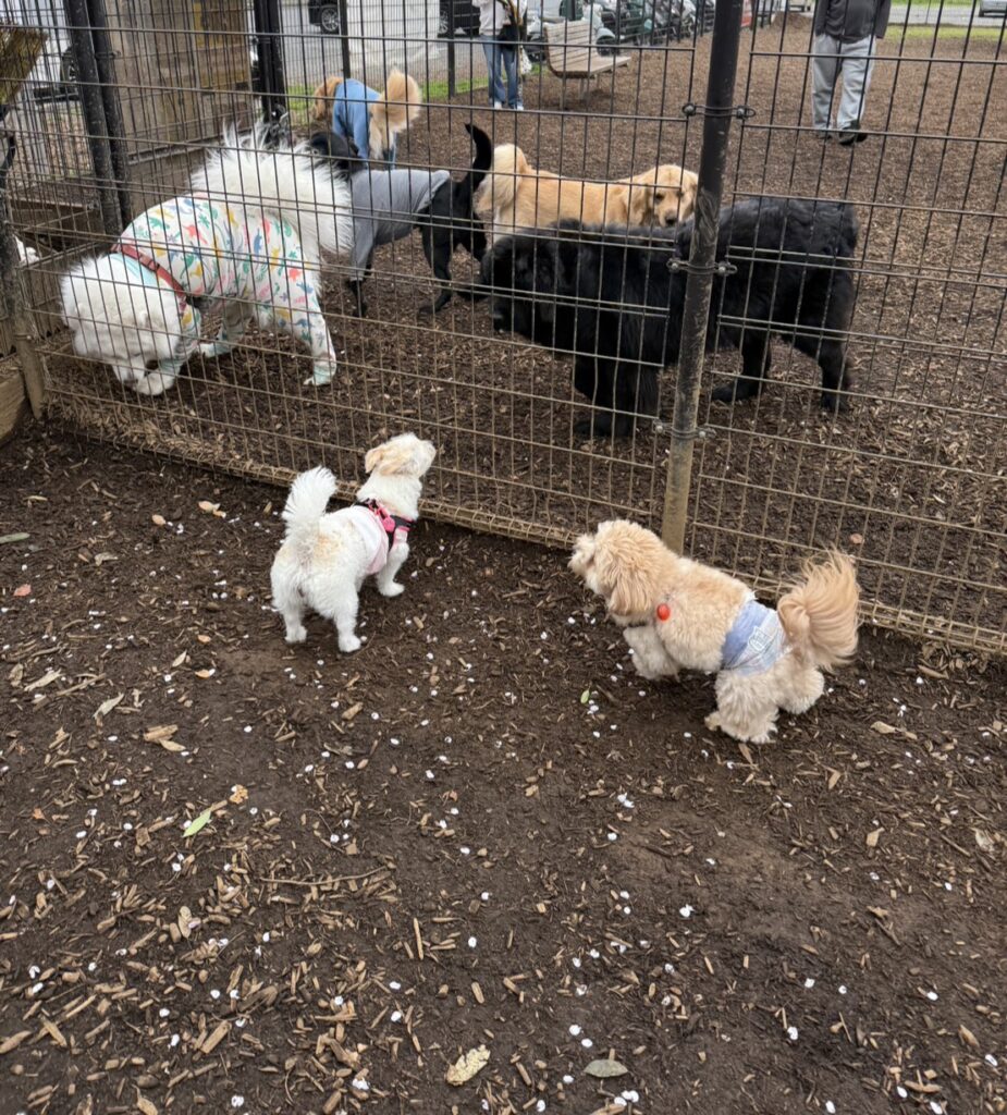 １月のドッグラン、気温は一桁前半で霜柱があるけど、犬たちは元気で走り回る画像