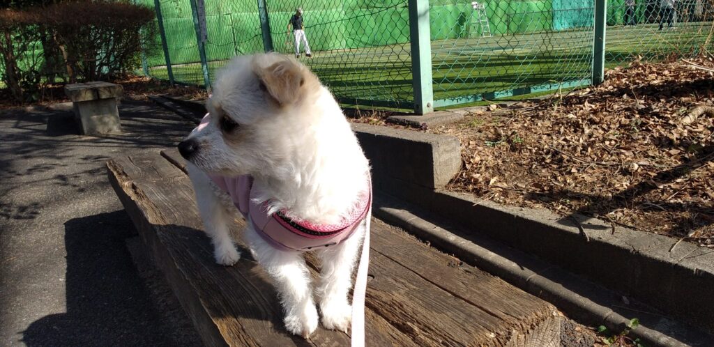 普段の公園は1.5ｍ位のリードを使用して散歩をする愛犬Pelの画像