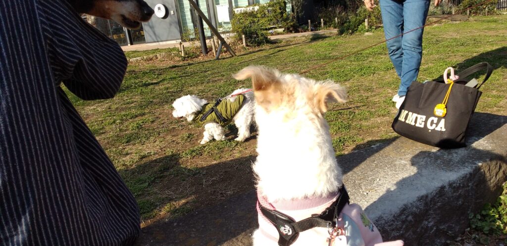 この日は相性の良い犬友とお散歩の画像