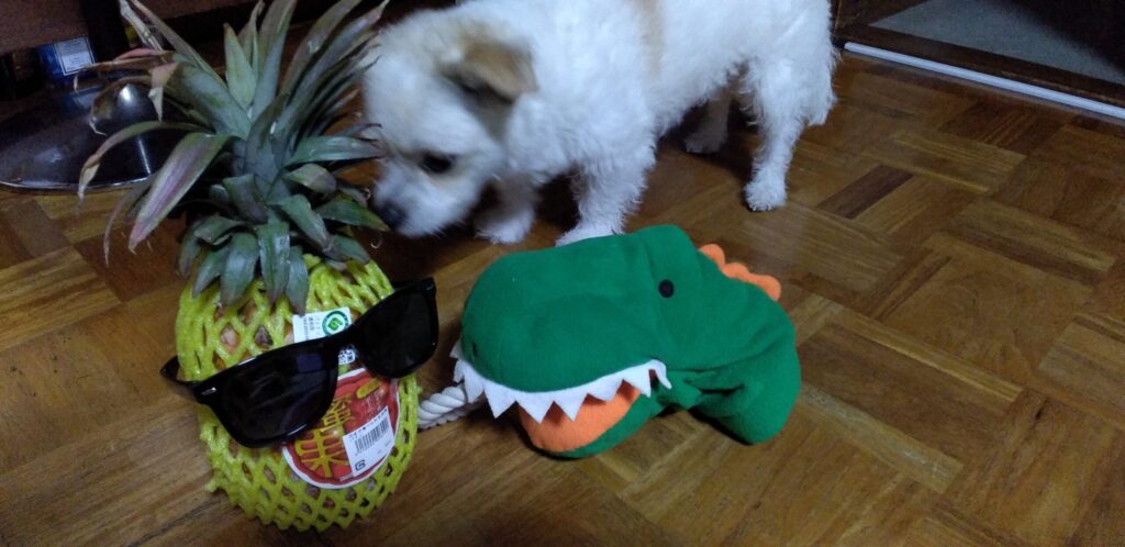 ケージから出て新しいおもちゃ達に興味津々の愛犬Pelの画像