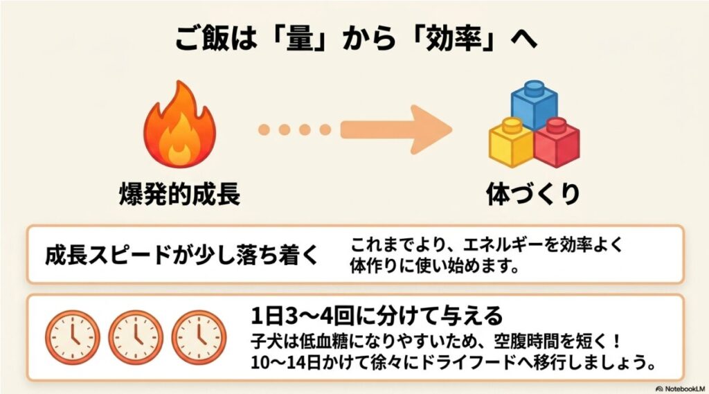 「ご飯は量から効率へ」というタイトル。成長スピードが落ち着きエネルギーを体作りに使い始めること、1日3〜4回に分けて低血糖を防ぐポイントを説明する図解